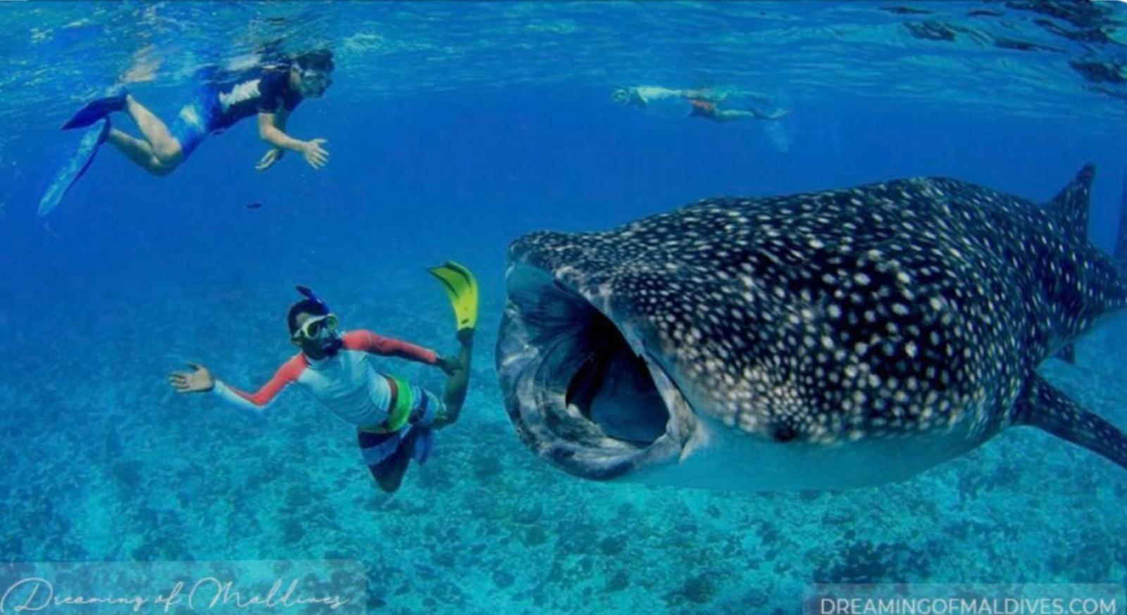 Ukulhas Villa Oceanview Hotel & Spa ภายนอก รูปภาพ